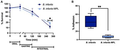 Milk phospholipids protect Bifidobacterium longum subsp. infantis during in vitro digestion and enhance polysaccharide production